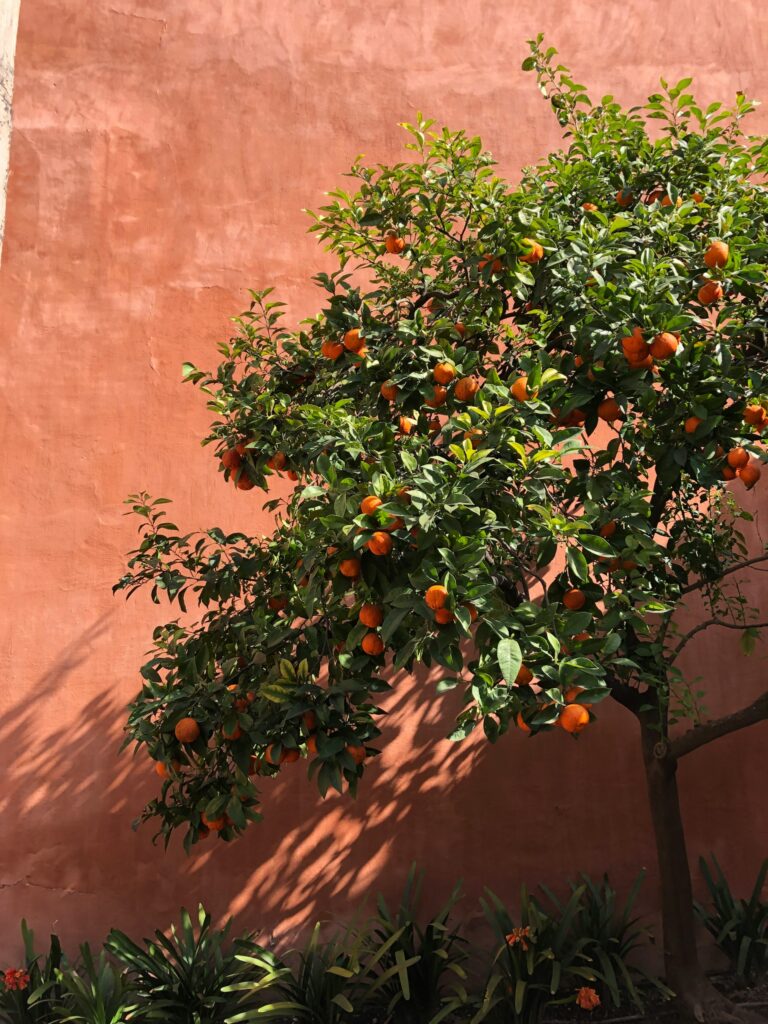 Tangerine Tree
